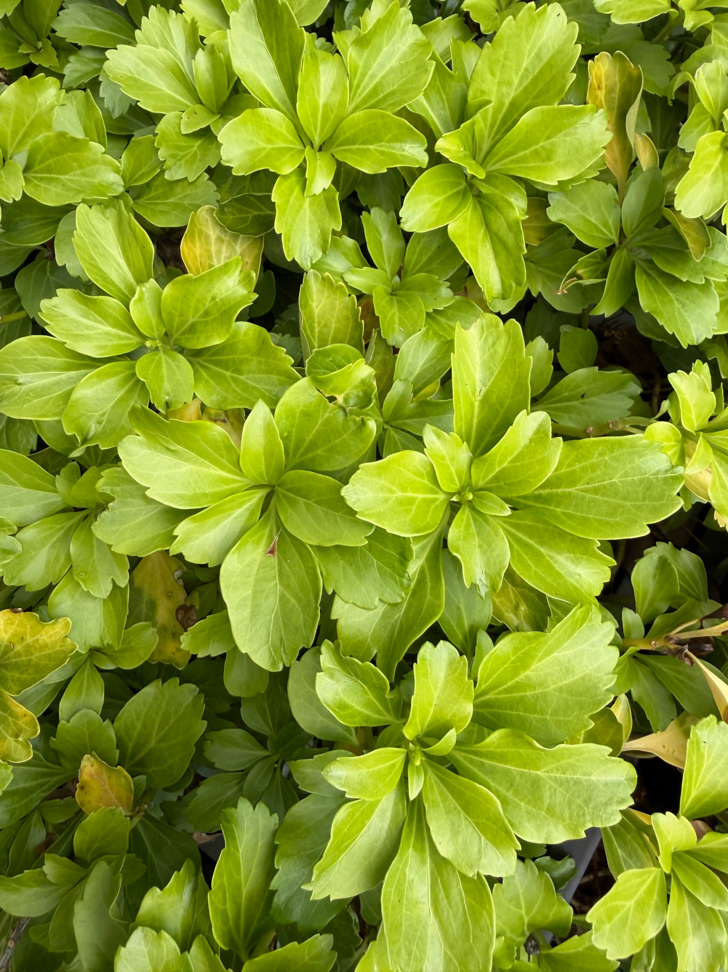 Pachysandra terminalis 'Cabbage Leaf'