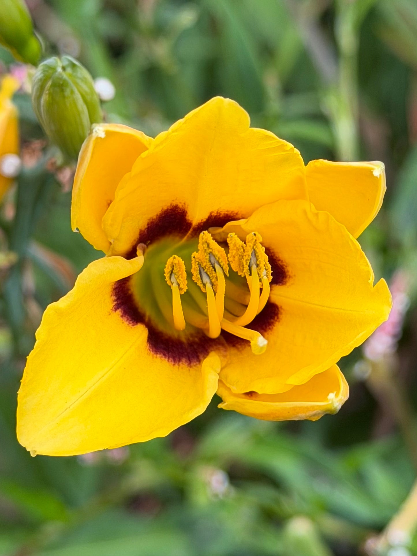 Hemerocallis 'Siloam June Bug'