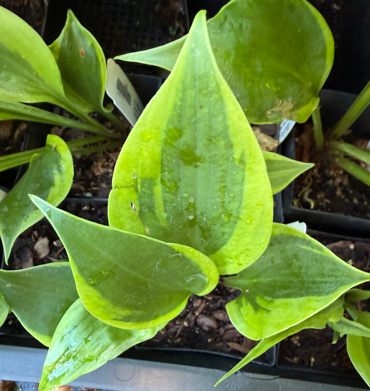 Hosta 'Sum of All'