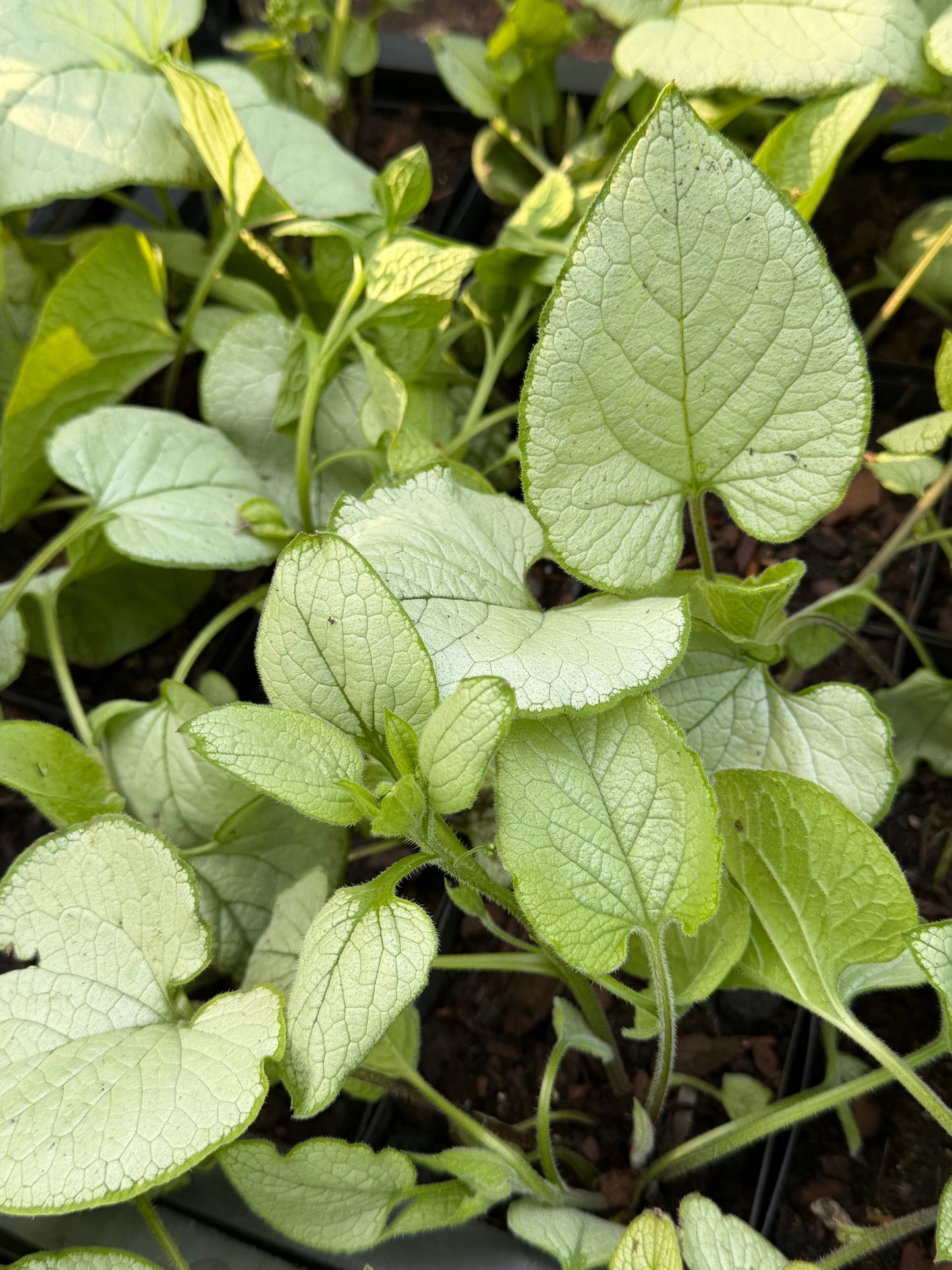 Brunnera macrophylla 'Alexandria'
