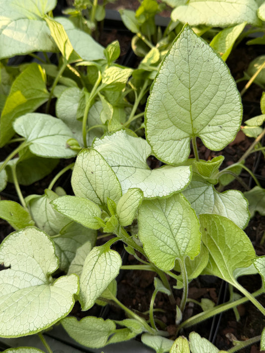 Brunnera macrophylla 'Alexandria'