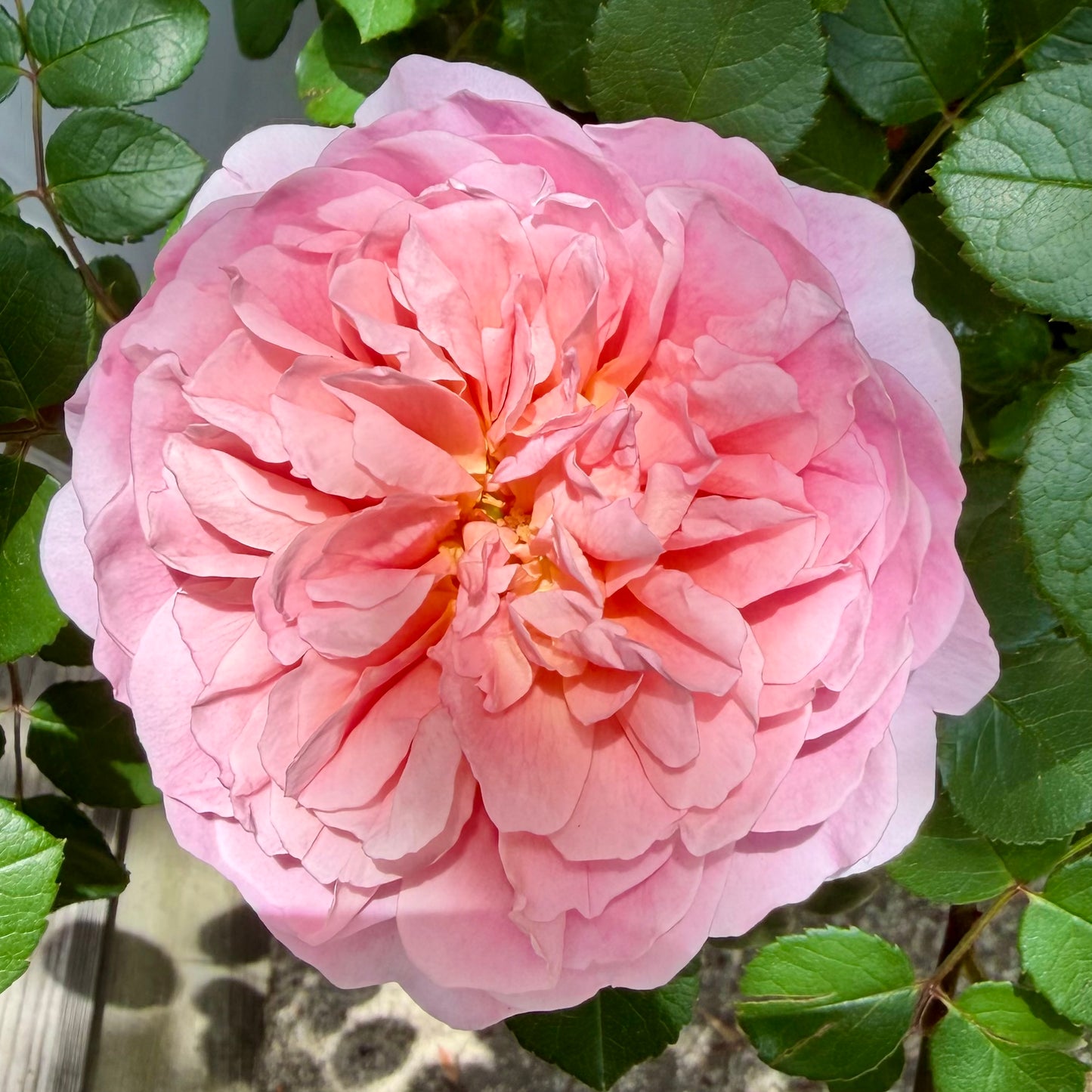 Rosa Eustacia Vye™ ('Ausegdon')