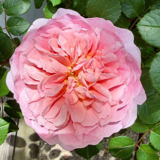 Rosa Eustacia Vye™ ('Ausegdon')