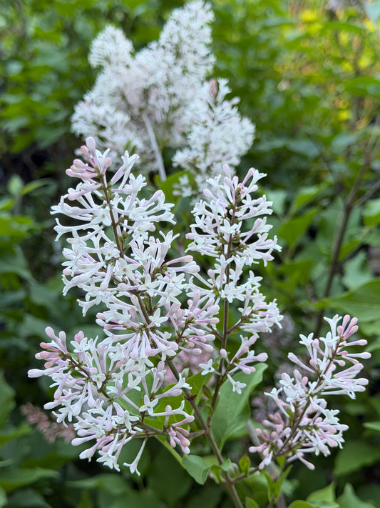 Syringa patula Dream Cloud 'Lilac Pink'