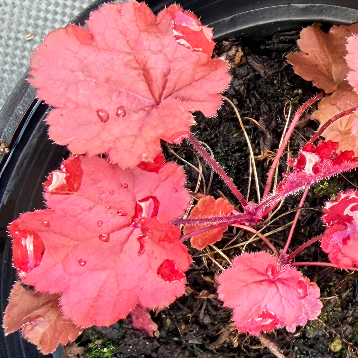 Heuchera x 'Northern Exposure™ Red' (Coral Bells)