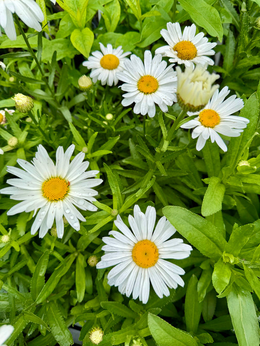 Leucanthemum x superbum 'Silver Princess' (Shasta Daisy)