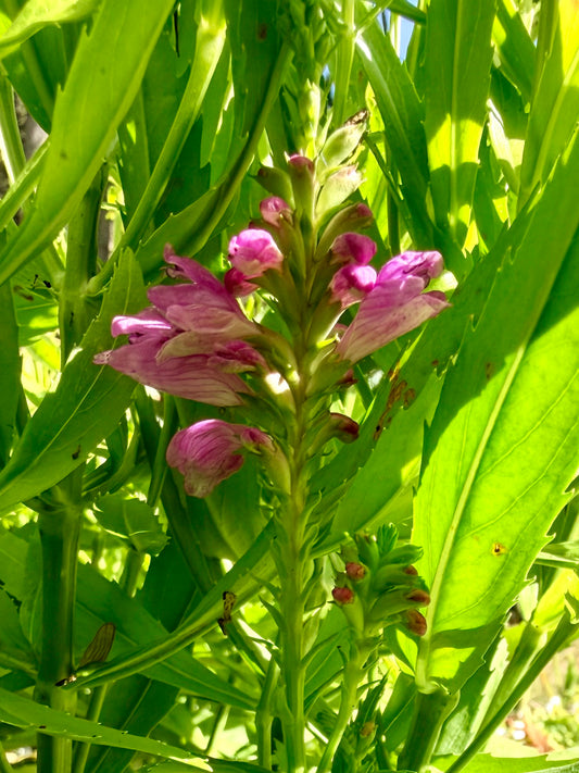 Physostegia virginiana 'Nicauca'/ 'Autumn Carnival' (Obedient Plant)