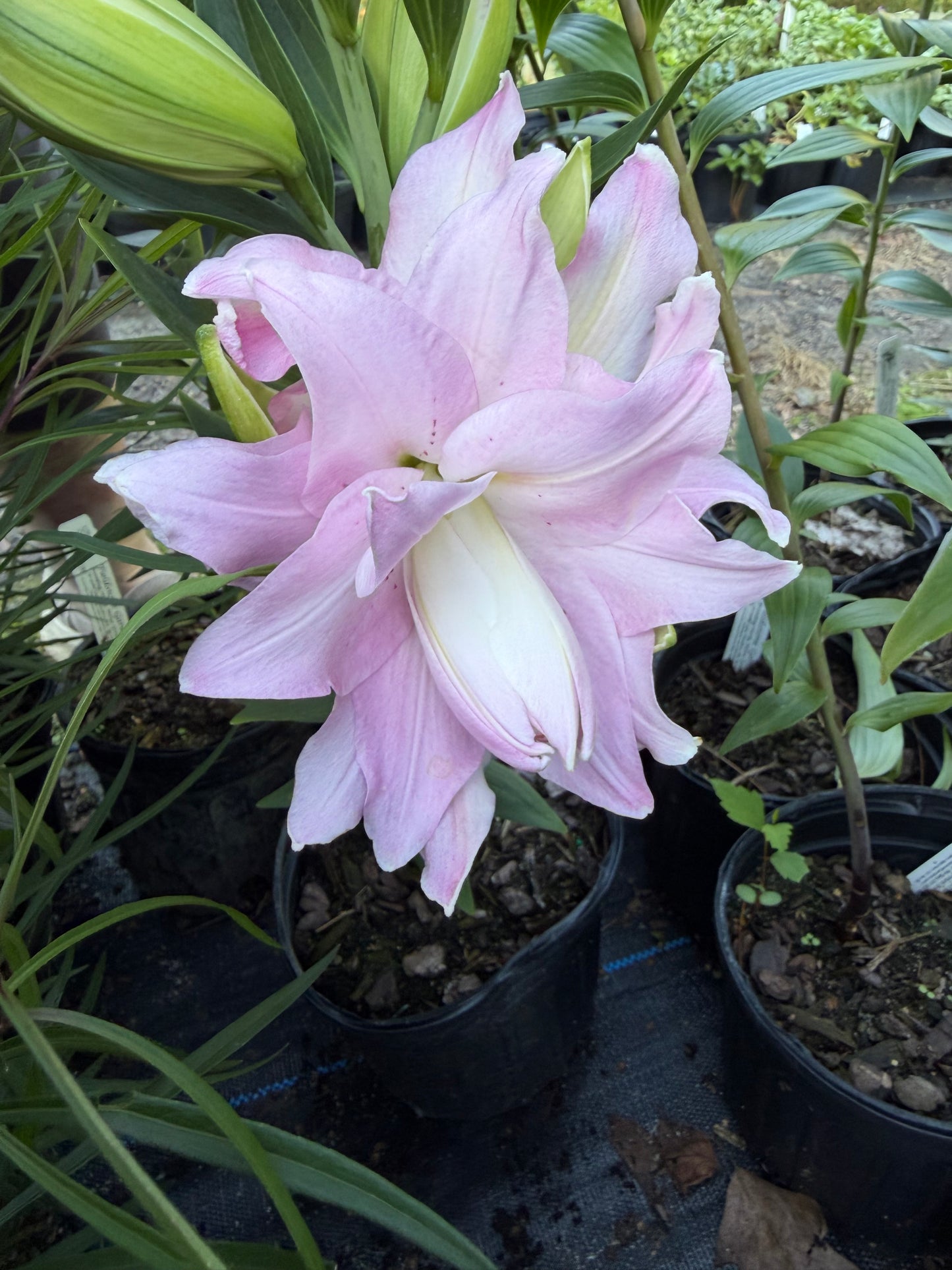 Lilium oriental 'Sunny Double Duty'