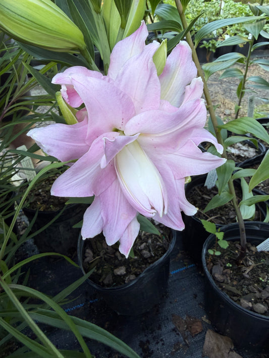 Lilium oriental 'Sunny Double Duty'