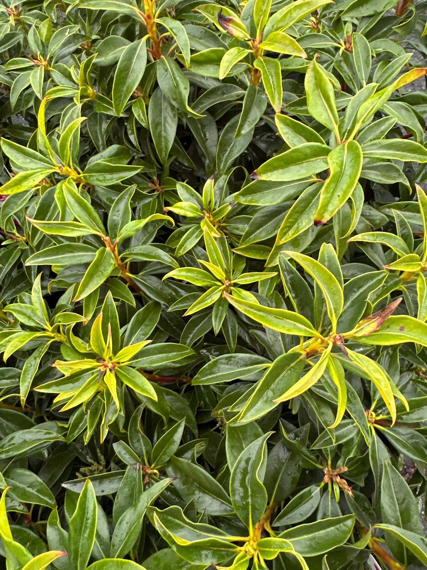 Kalmia latifolia 'Nathan Hale' (Mountain Laurel)
