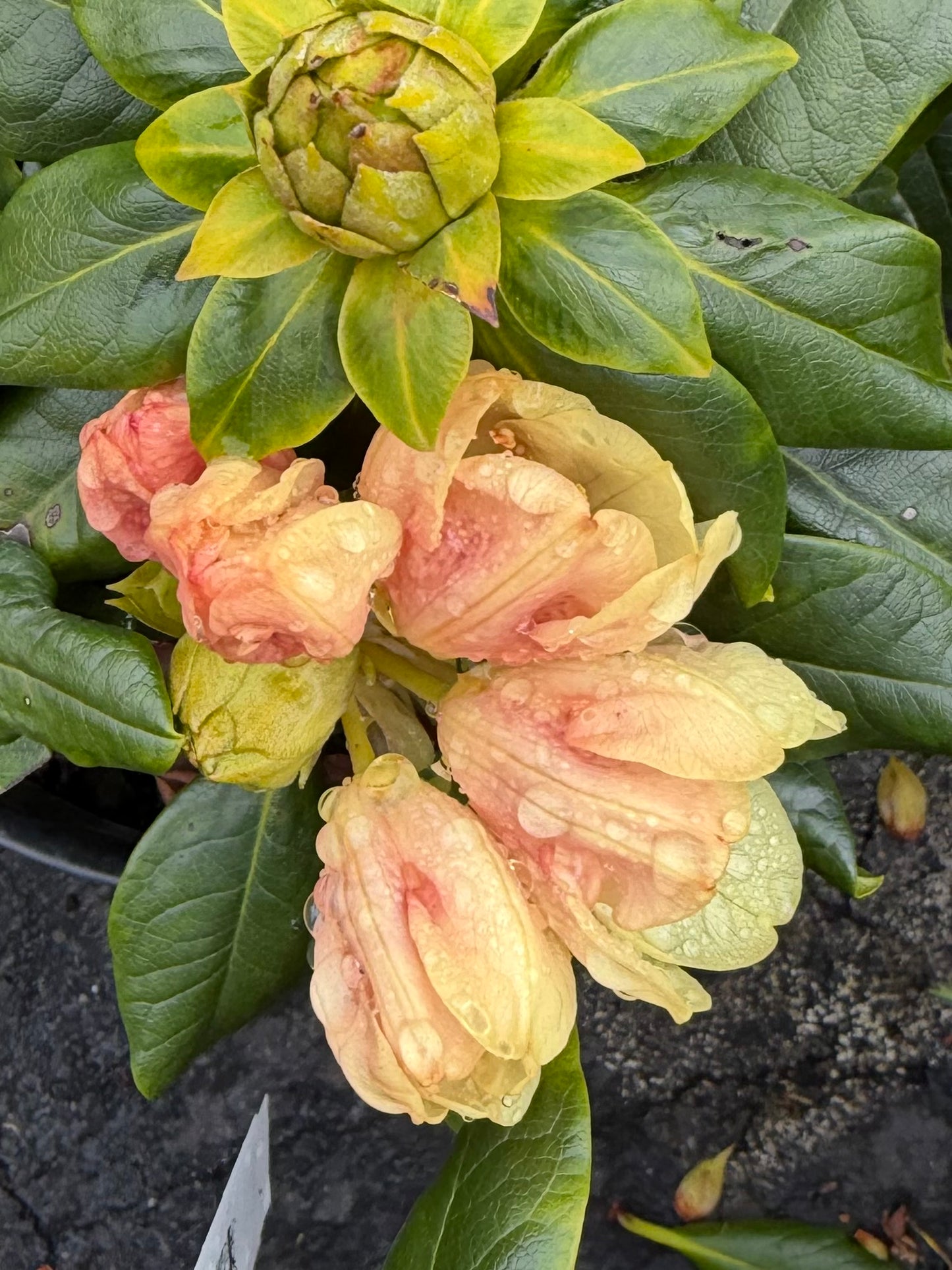 Rhododendron miyama 'Gold Prinz'