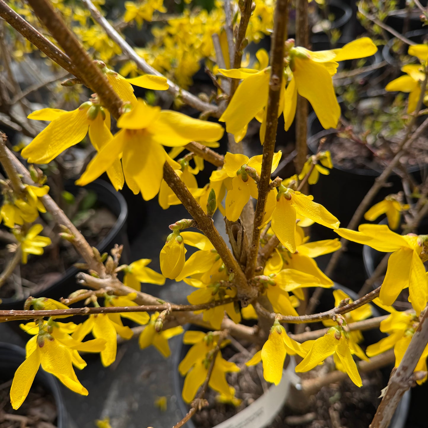 Forsythia x intermedia ‘Kolgold’ (Magical® Gold Forsythia)