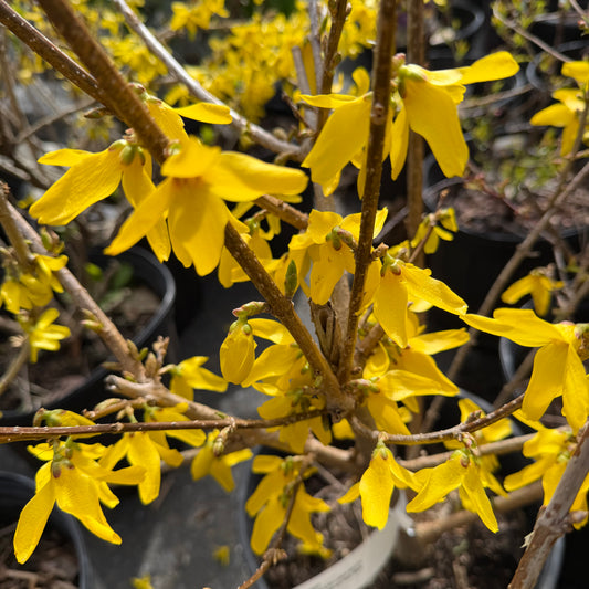Forsythia x intermedia ‘Kolgold’ (Magical® Gold Forsythia)