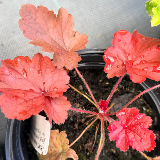 Heuchera x 'Northern Exposure™ Red' (Coral Bells)