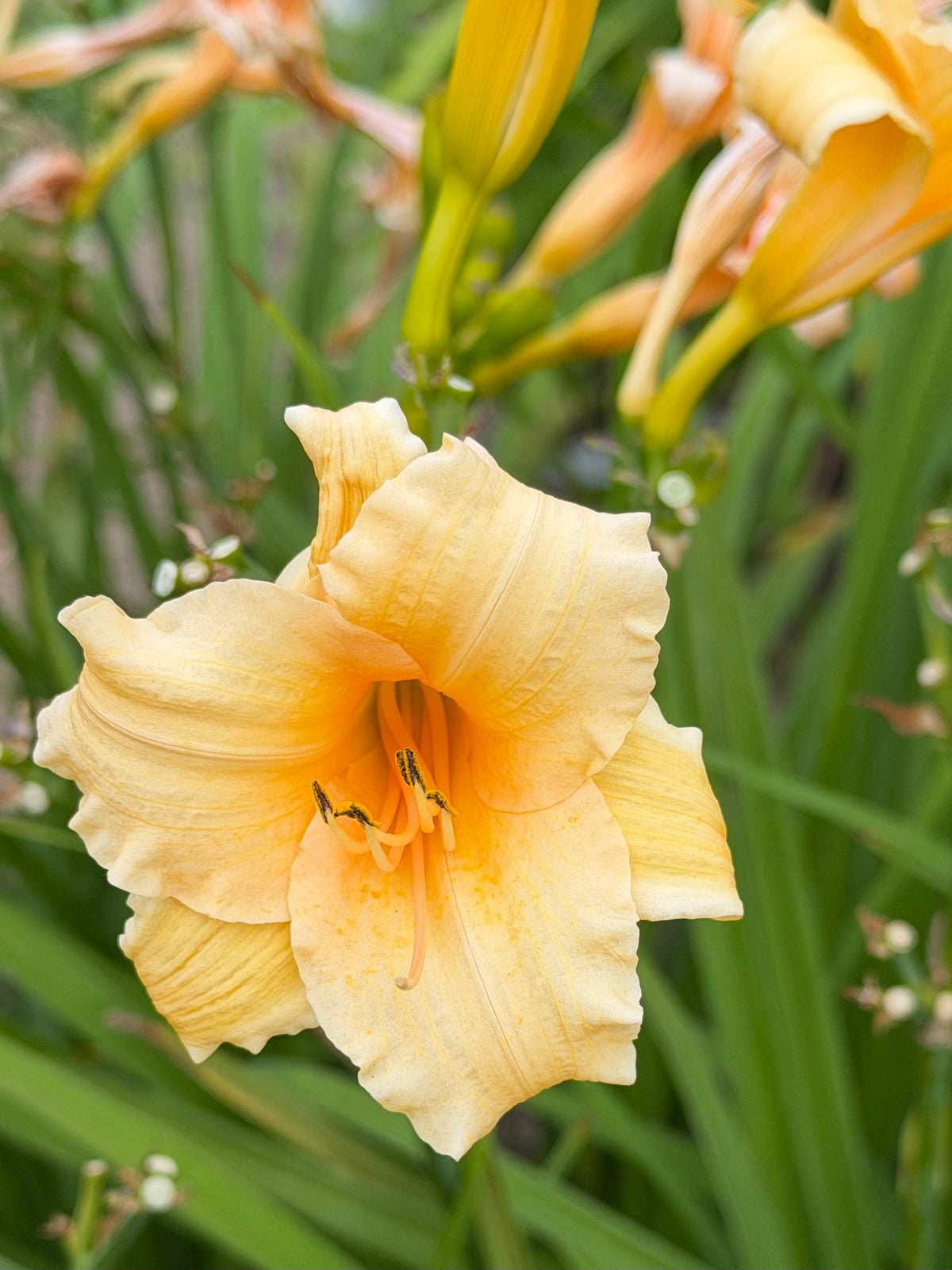 Hemerocallis 'Twilight Beach'