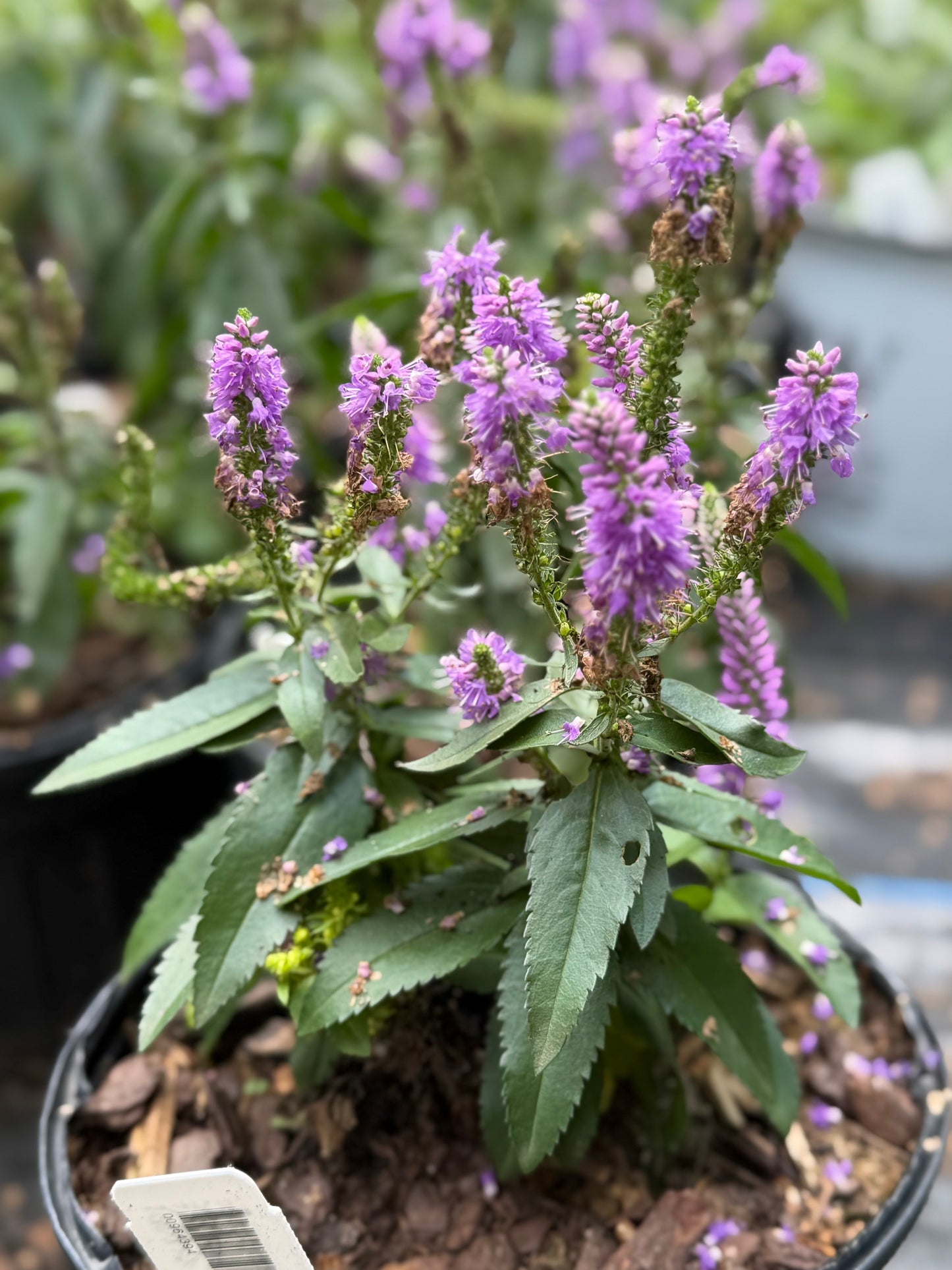 Veronica longifolia 'Skyward™ Lilac'