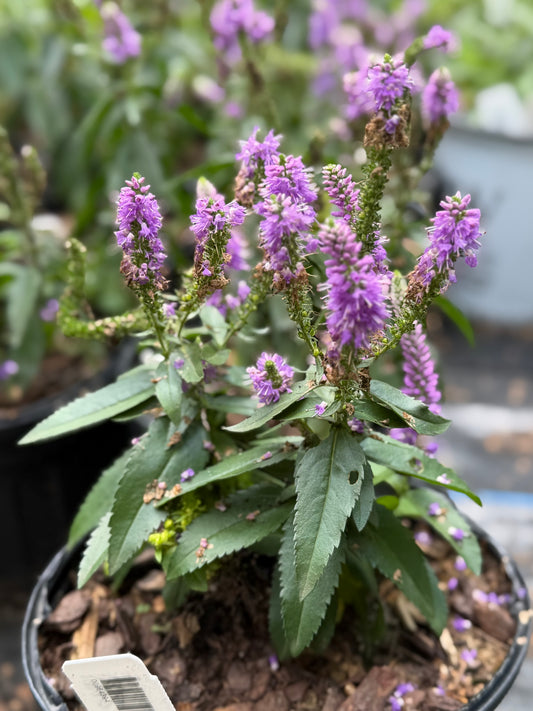 Veronica longifolia 'Skyward™ Lilac'