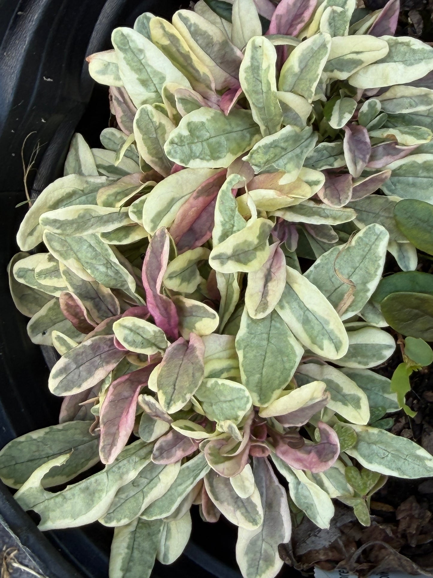 Ajuga tenorei 'Princess Nadia'