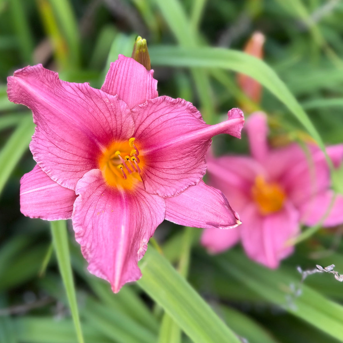 Hemerocallis 'Longfield's Pride' (Daylily)