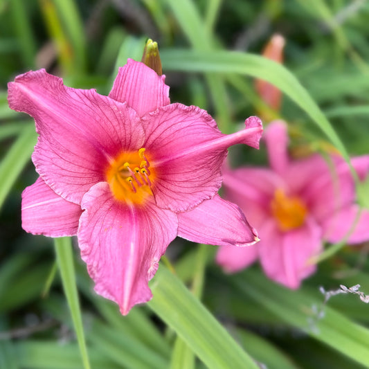 Hemerocallis 'Longfield's Pride' (Daylily)