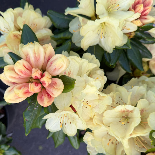 Rhododendron miyama 'Gold Prinz'