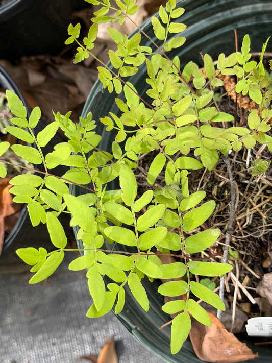 Osmunda regalis var. spectabilis (American Royal Fern)