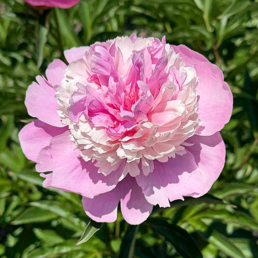 Paeonia lactiflora 'Philomele' (Peony)