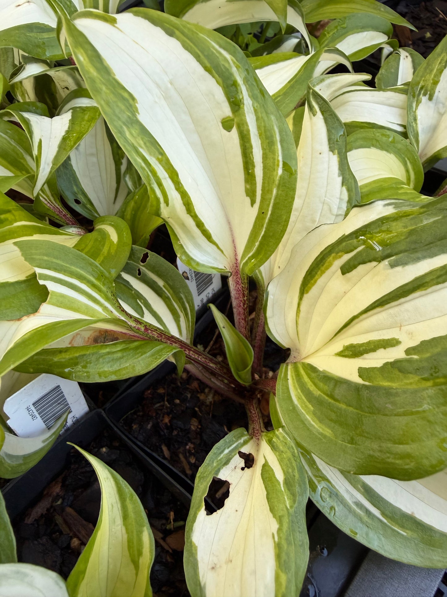 Hosta 'Raspberry Sundae'