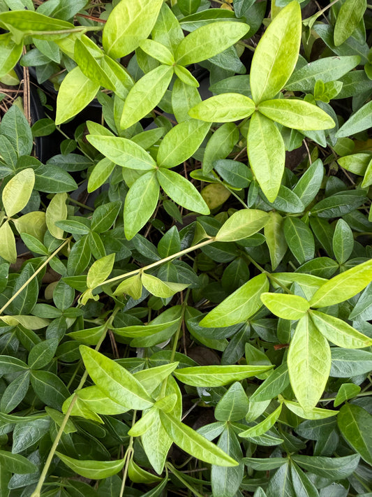 Vinca minor 'Valley Glow'