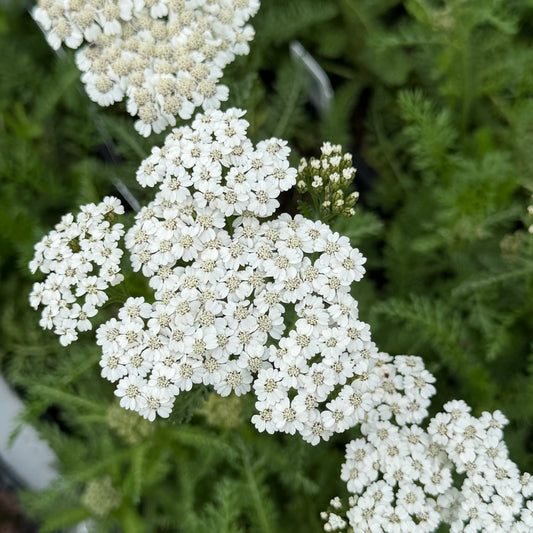 Achillea millefolium 'New Vintage™ White' (Yarrow)