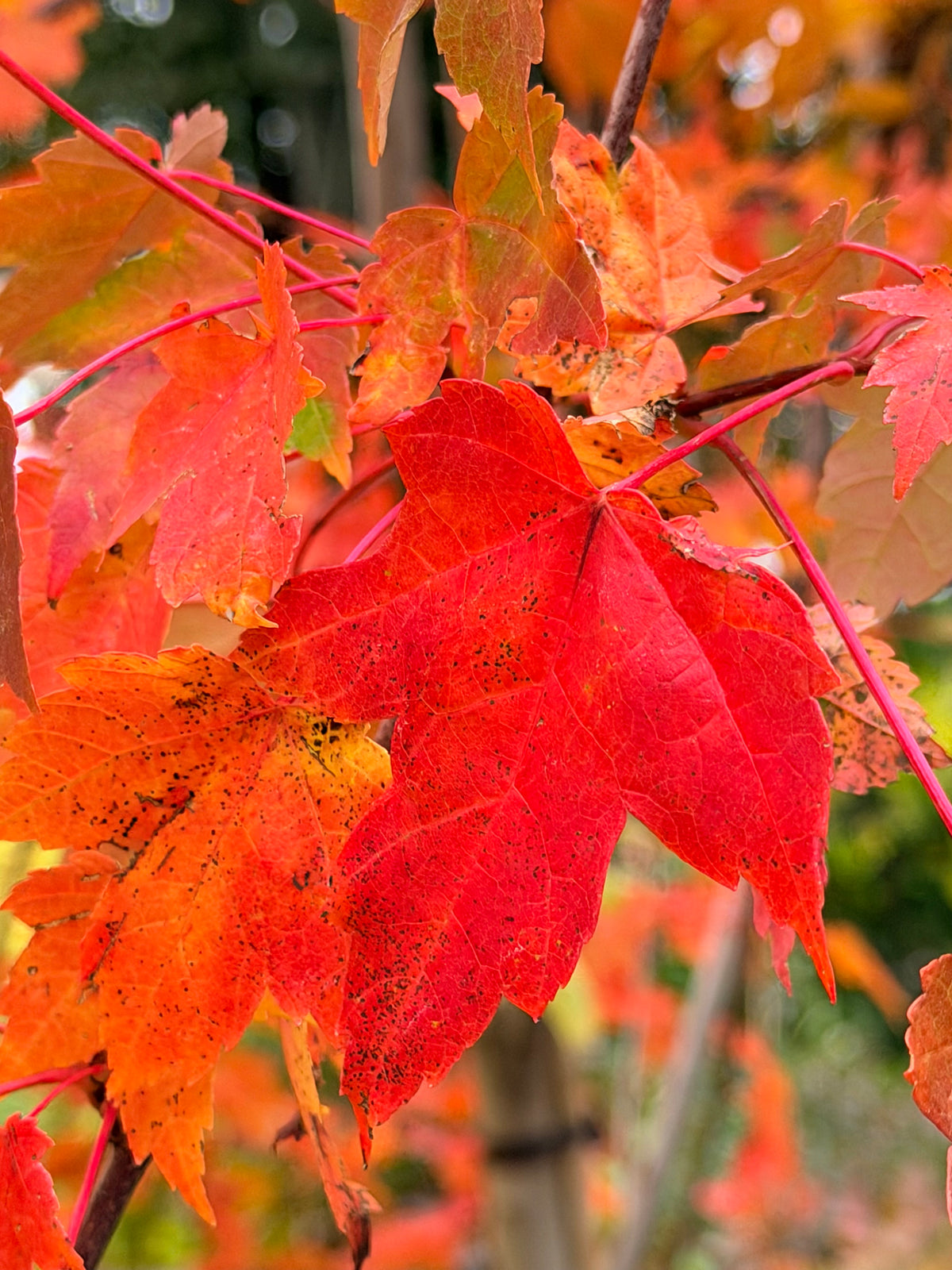 Acer rubrum 'Redpointe' (Red Maple) Tree