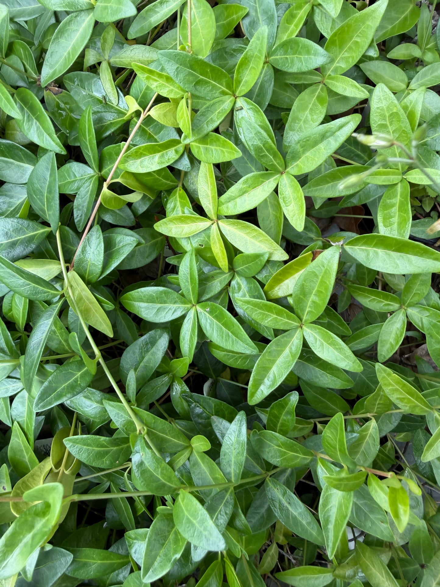 Vinca minor 'Emily Joy'