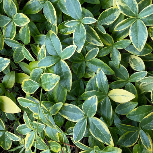 Vinca minor 'Blue & Gold'