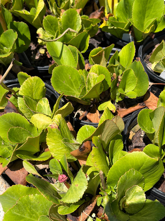 Bergenia cordifolia 'Tubby Andrews'  (Saxifraga)