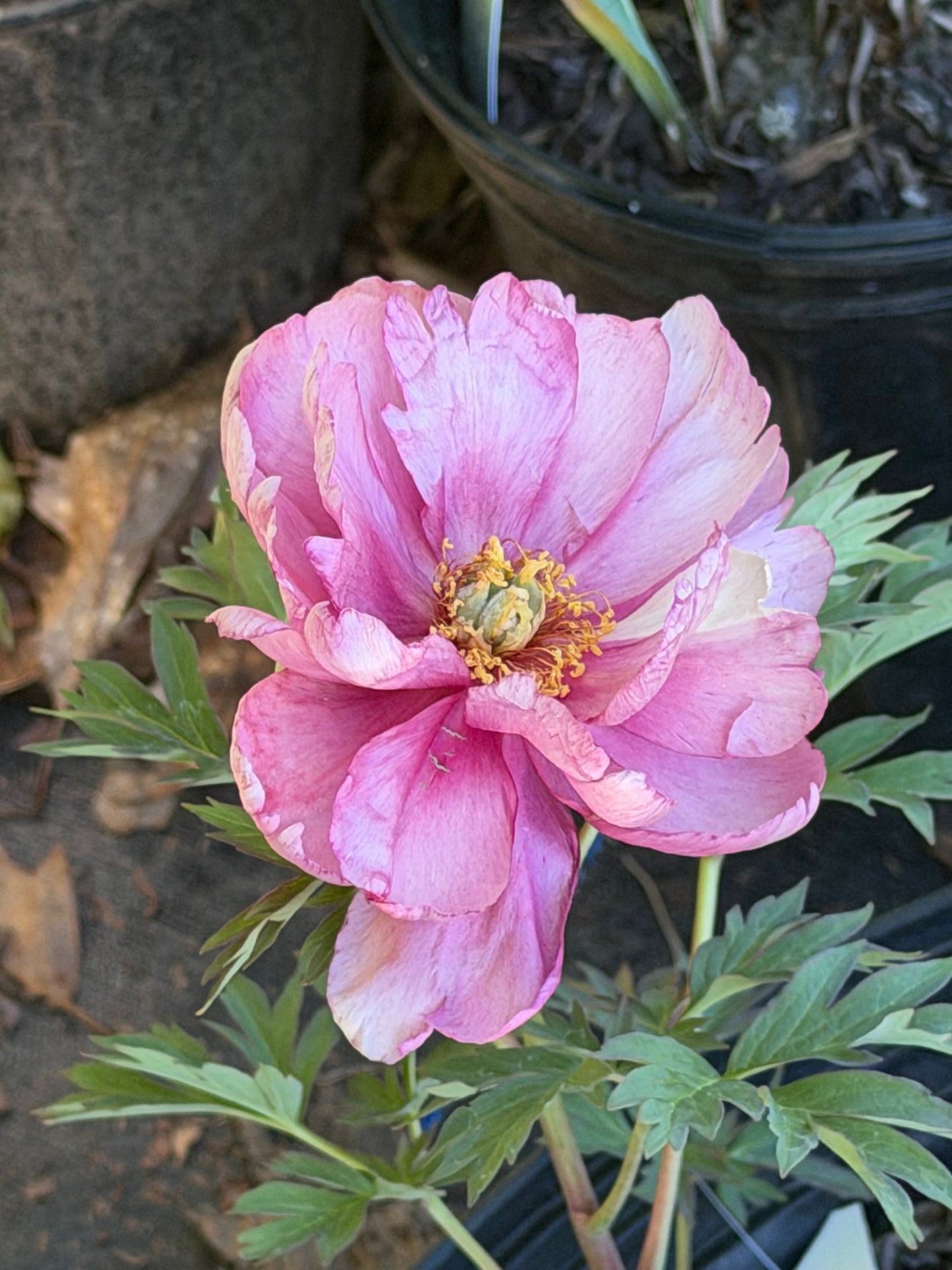 Paeonia Itoh 'Pink Double Dandy' (Peony)
