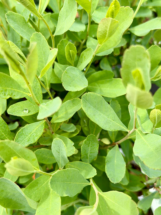 Myrica gale (Sweetgale)
