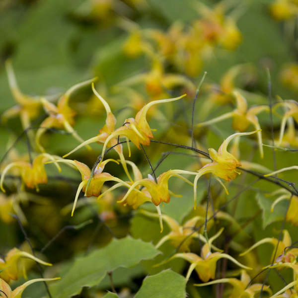 Epimedium x 'Amber Queen'