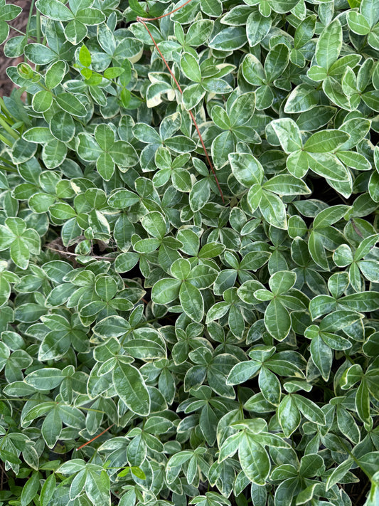Vinca minor 'Sterling Silver'