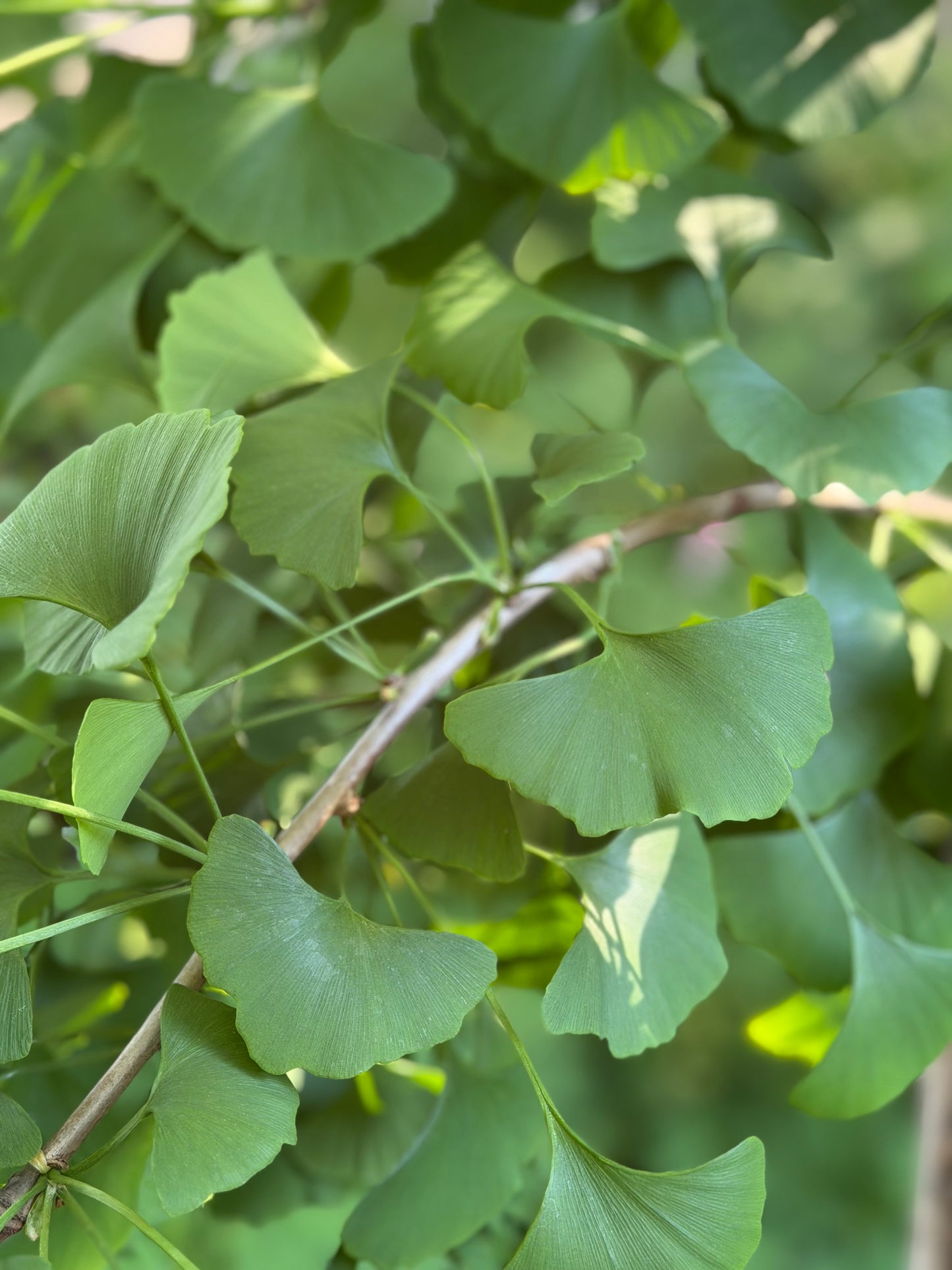 Ginkgo biloba 'Princeton Sentry'