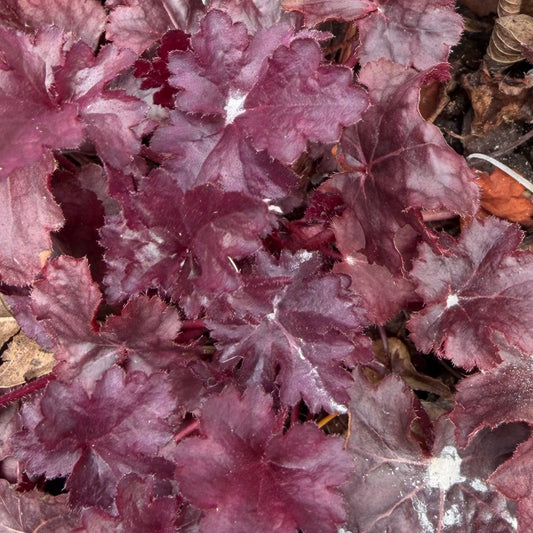 Heuchera x 'Plum Pudding'