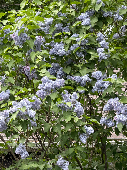 Syringa vulgaris 'President Lincoln' - Lilac