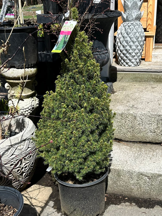 Picea glauca 'Conica'