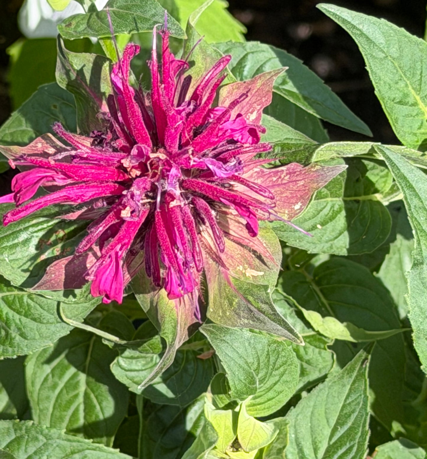 Monarda didyma 'Bee-Mine™ Purple' (Bee Balm)