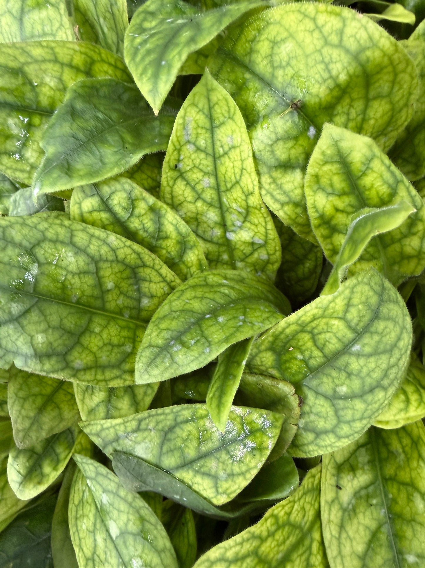 Pulmonaria NOVA® ‘Cobalt’ (Lungwort)