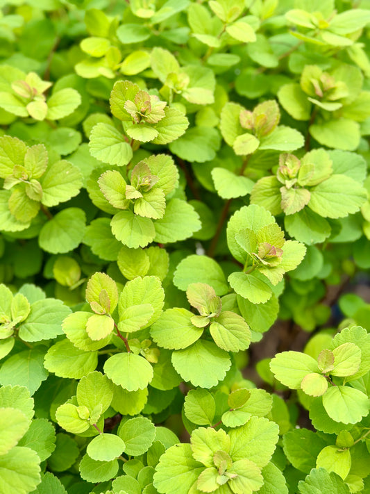 Spiraea betulifolia ‘Tor’ (Birchleaf Spirea)
