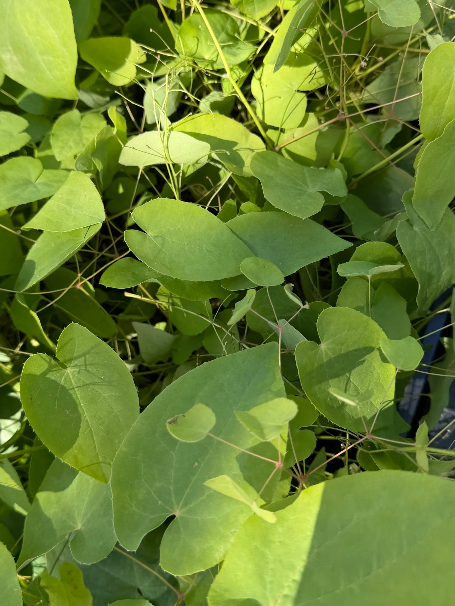 Epimedium x 'Black Sea'