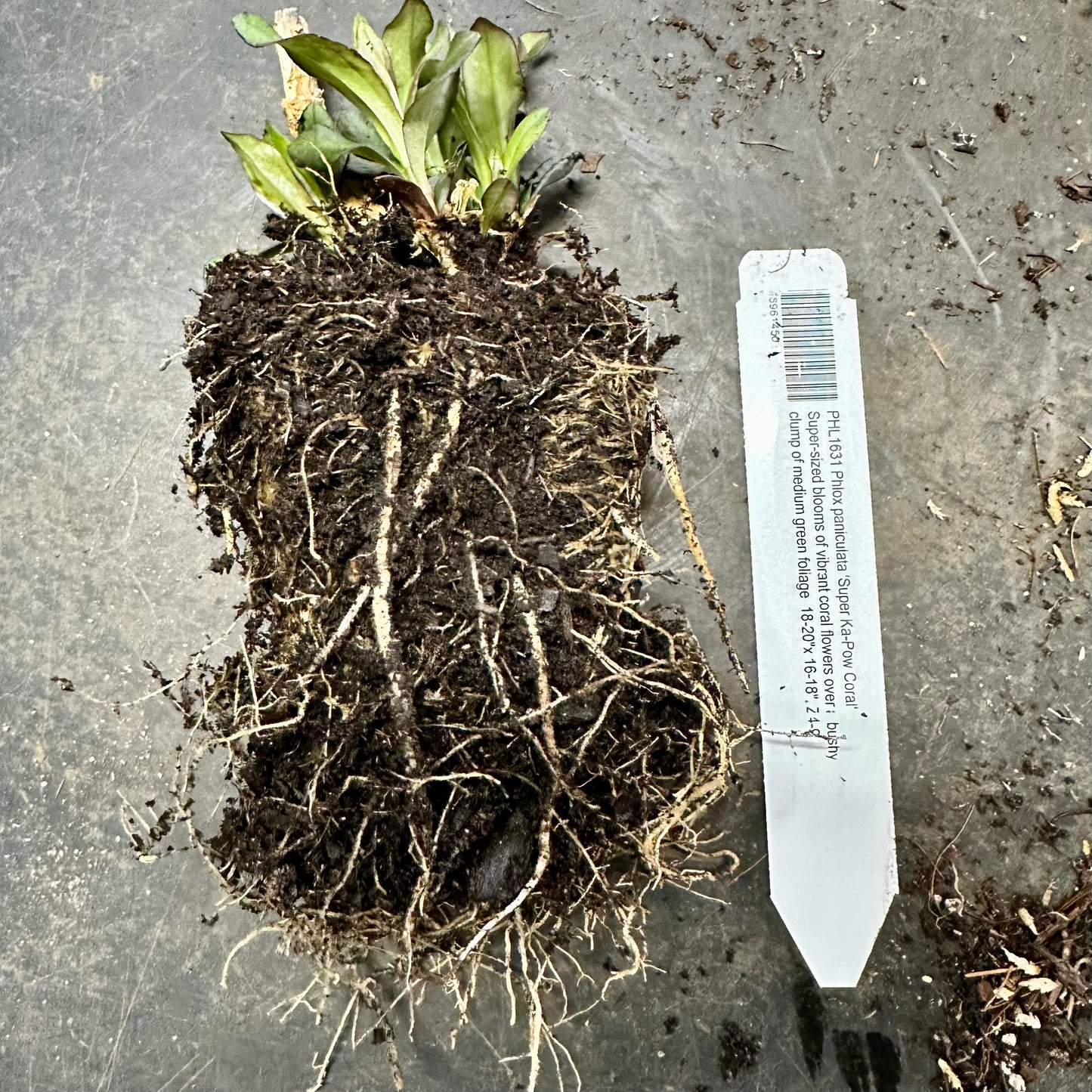 Phlox paniculata 'Super Ka-Pow Coral'