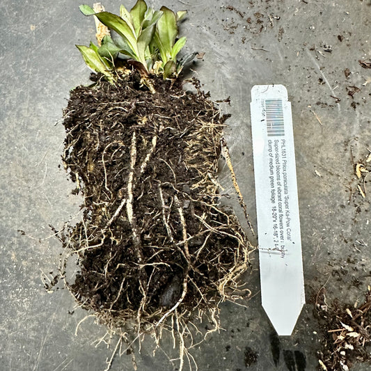 Phlox paniculata 'Super Ka-Pow Coral'