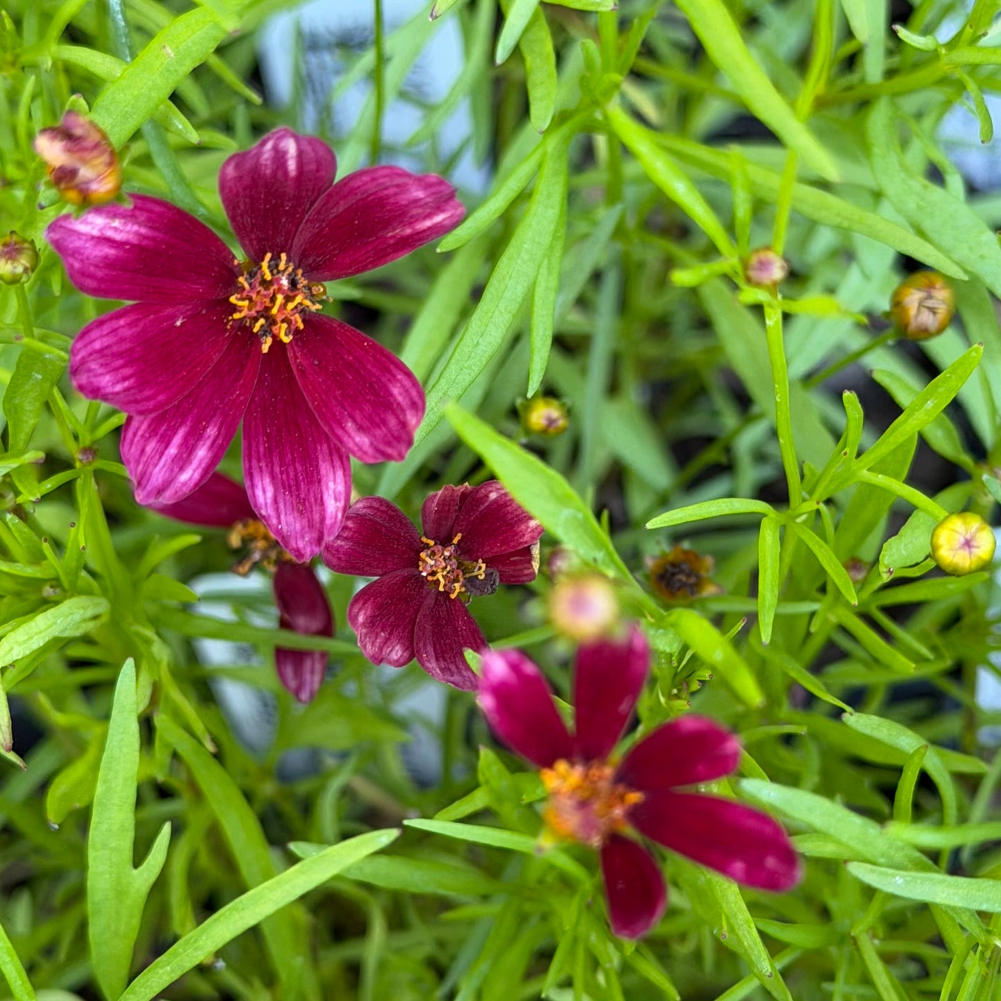 Coreopsis verticillata 'Cruizin’ Main Street' (Threadleaf Tickseed)