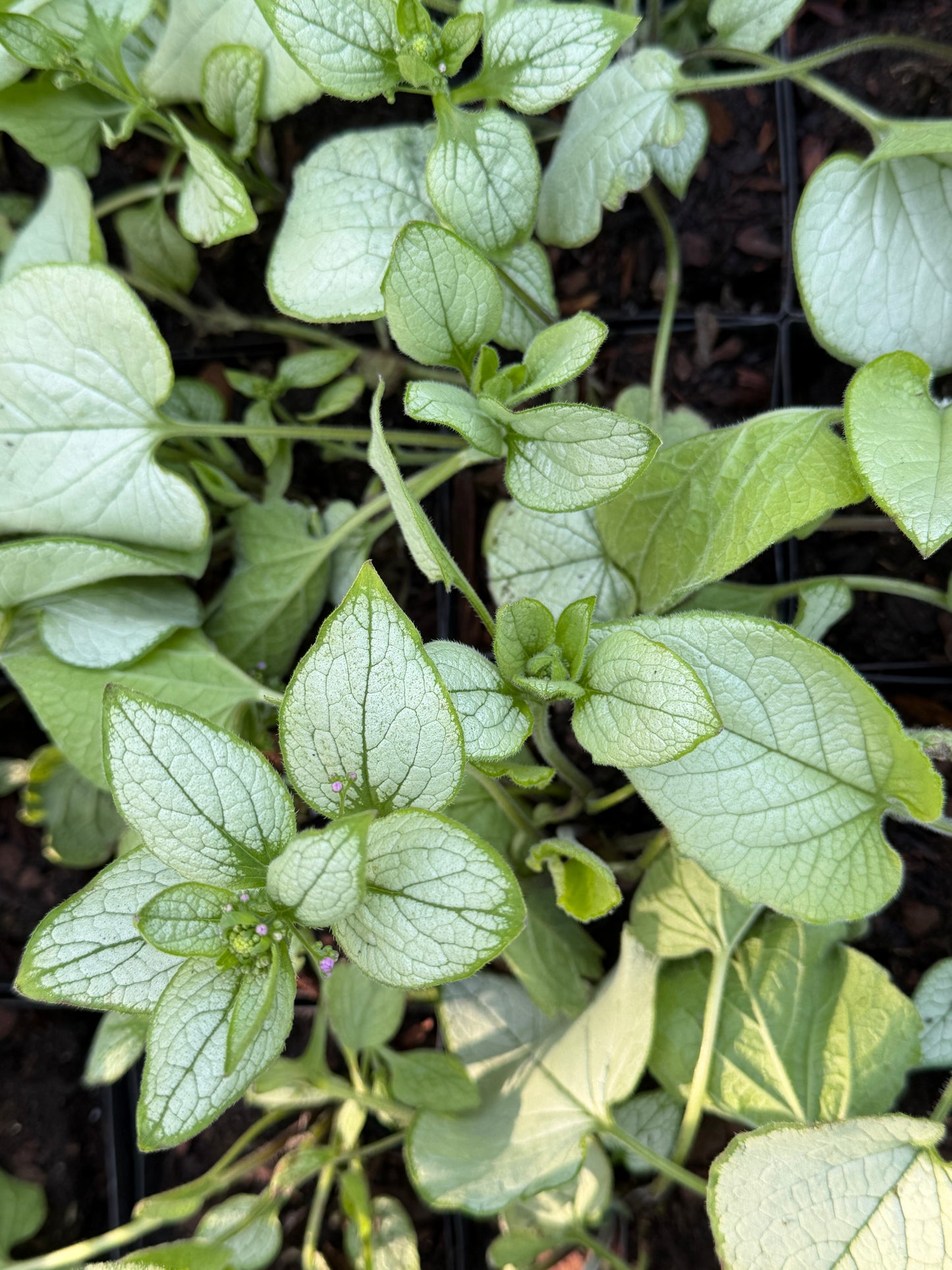Brunnera macrophylla 'Alexandria'